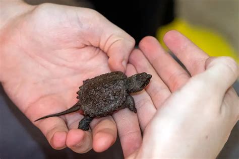 Baby Snapping Turtle Food All Our Creatures