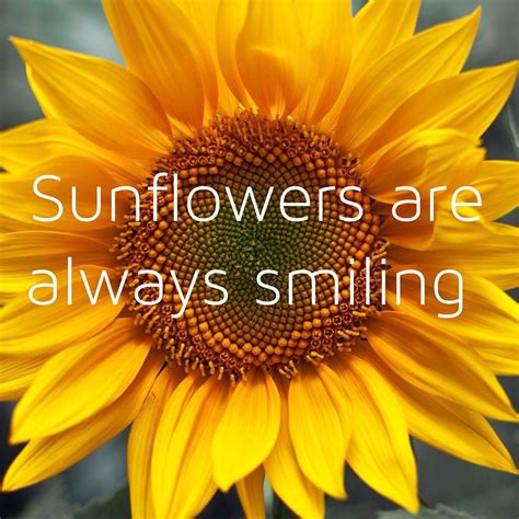 Sunflowers Are Always Smiling Yes They Certainly Seem To Be And I Love