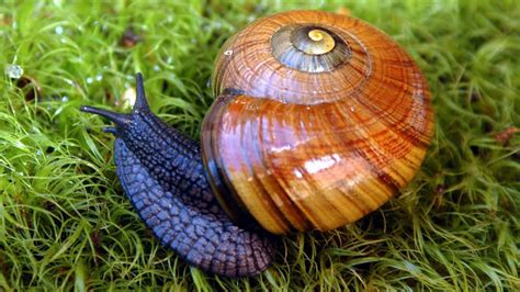 Powelliphanta Snail Invertebrates