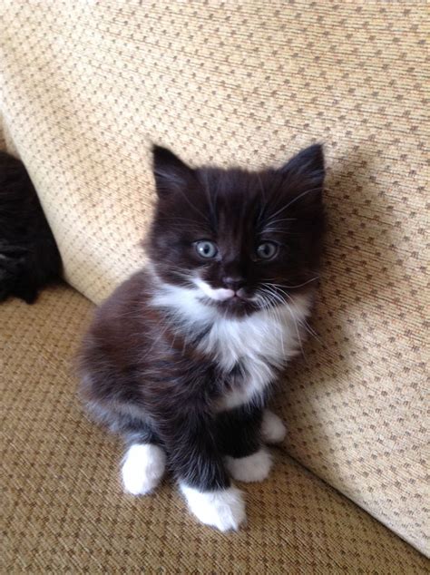 Cute Black And White Kitten