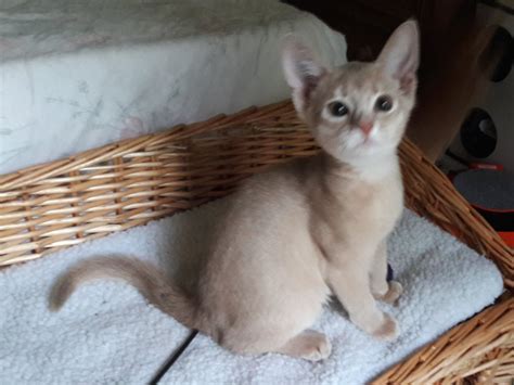 Kittens Available Highlight Abyssinians