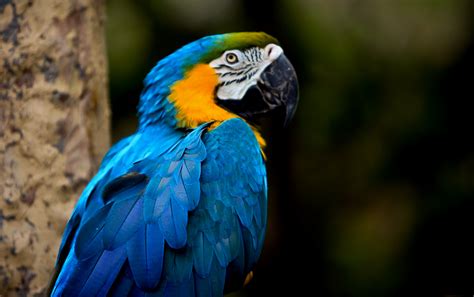 Beautiful Tropical Birds Auchter Photography