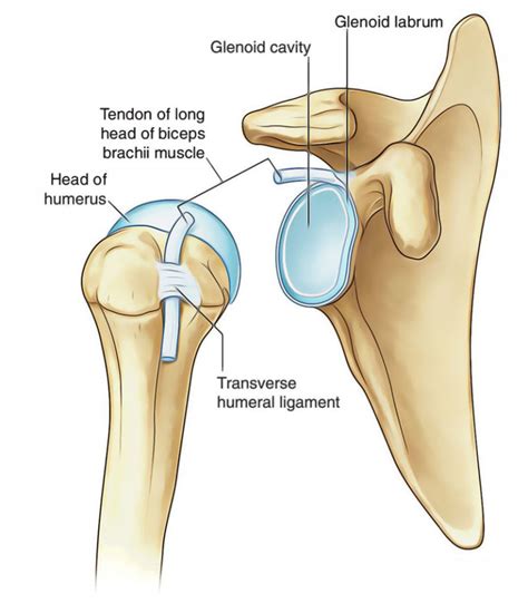 Shoulder Joint Glenohumeral Joint Earth S Lab