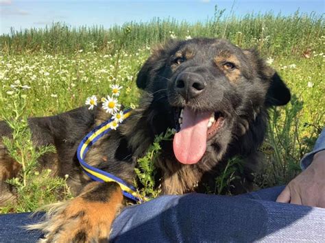 Khan 2 Year Old Male German Shepherd Dog For Adoption