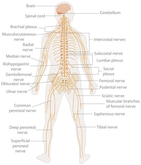 The central nervous system is the integration and command center of the body. File:TE-Nervous system diagram.svg - Simple English ...