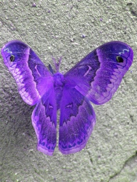 Purple Moth Beautiful Butterflies Butterfly Butterfly Pictures