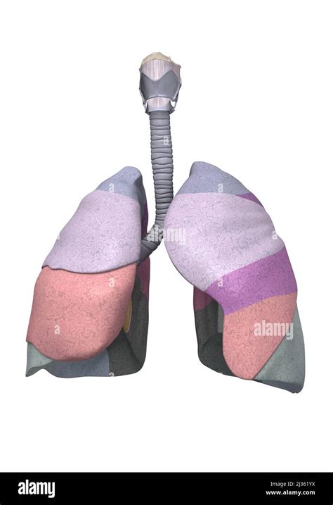 Anatomie Du Poumon Humain Illustration Photo Stock Alamy