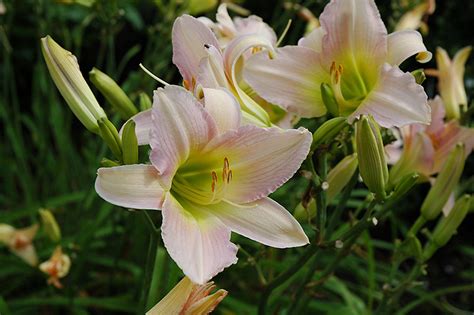 Catherine Woodbury Daylily Hemerocallis Catherine Woodbury In