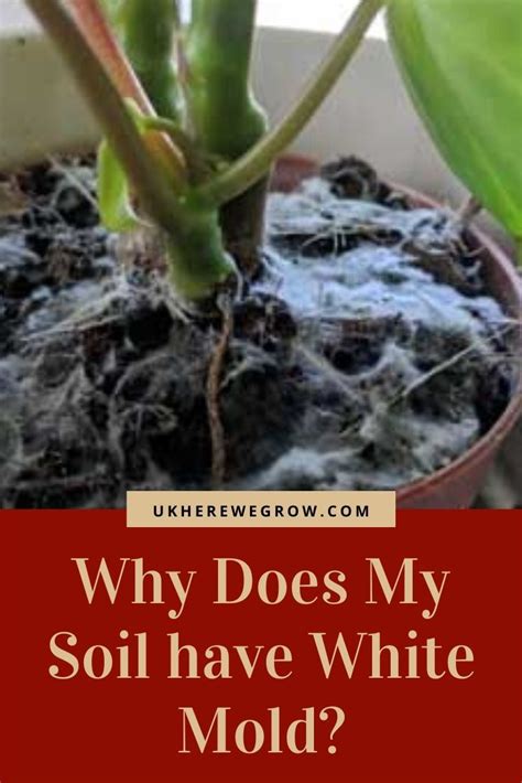 Potting soils, however, can be infested with mold and other stubborn fungi if proper care and maintenance are not taken. Why Does My Soil have White Mold? in 2020 | Soil, Plants ...