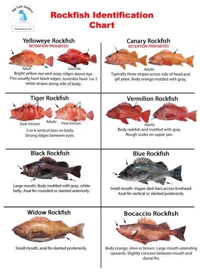 Rockfish Identification Chart