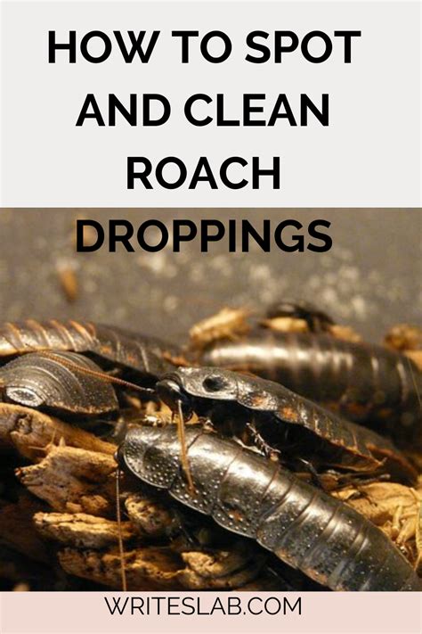 How To Spot And Clean Roach Droppings In 2022 Cleaning Roach Infestation House Cleaning Tips