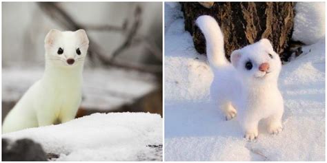 Is This A Short Tailed Weasel