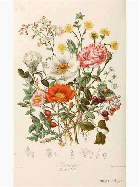 Vintage Flowers Poster By Maximusfield In 2021 Botanical Illustration