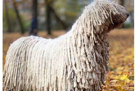 Puppyfinder.com is your source for finding an ideal puppy for sale in usa. Komondor (The Hungarian Sheepdog) Pictures & Facts: Cute ...