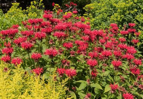838 Types Of Perennials A To Z Photo Database Planters For Shade