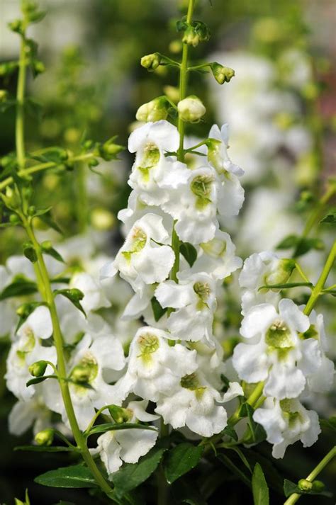 Angelonia Angustifolia Serenita White Lucas Greenhouses