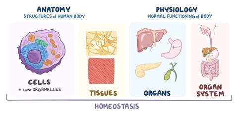 structure and function of the human body osmosis video library