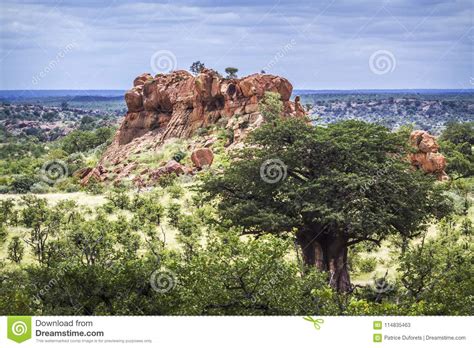 Baobab Tree In Mapungubwe National Park South Africa Stock Image