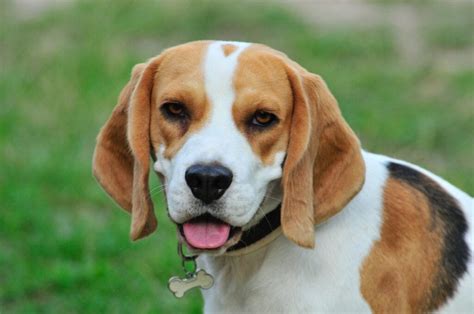 Top 10 Most Popular Dog Breeds In India 2022