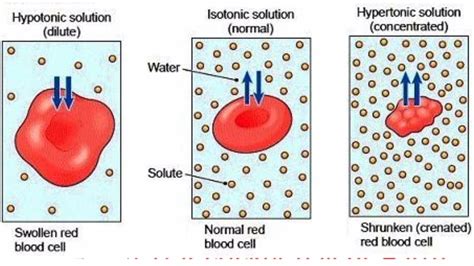 Types Of Solutions Hypertonic Hypotonic And Isotonic Explained Youtube