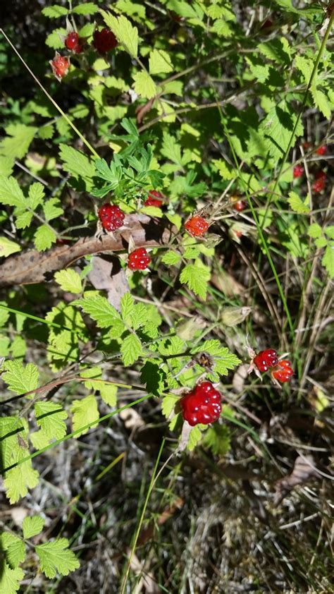 Native Raspberry Rubus Parvifolius Delicious Namadgi Np Flickr
