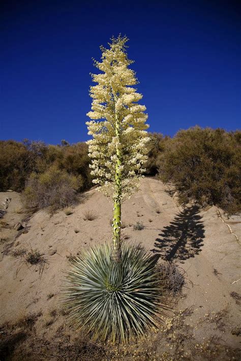Check out top brands on ebay. 49 best Yucca Plants images on Pinterest | Yucca plant ...