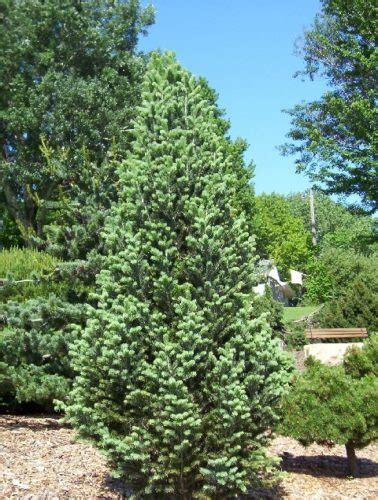 Abies concolor 'Conica' / conical white fir | Conifer Trinomial ...