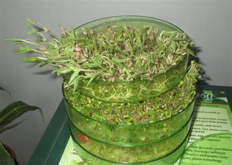 Sprouting Containers