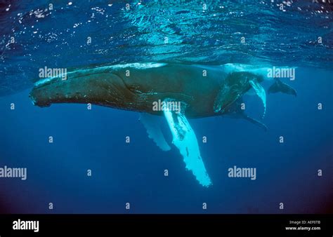 Humpback Whale Mother And Calf Megaptera Novaeangliae Silverbanks