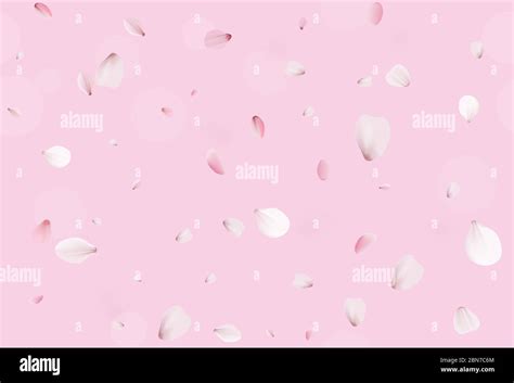 Sakura Petals Pink Cherry Blossom Stock Vector Image Art Alamy