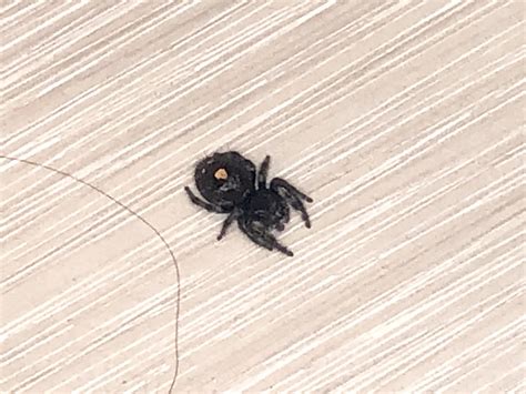 Spider A Bit Bigger Than A Quarter Orange Dot On Back Found In Hotel