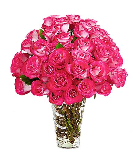 50 Luxury Pink Roses