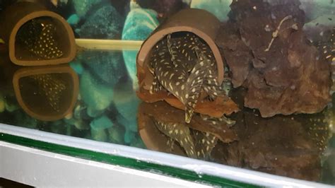 L082 Pleco Youtube