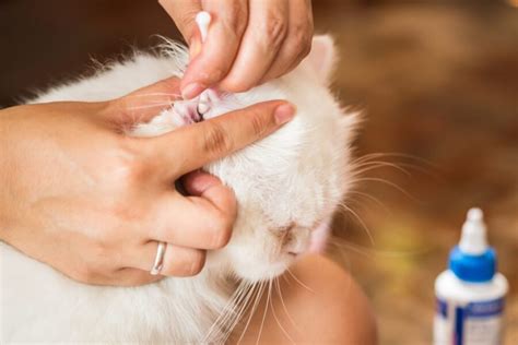 Cat Ear Infection Symptoms Pitchers And Treatment Detailed Guide