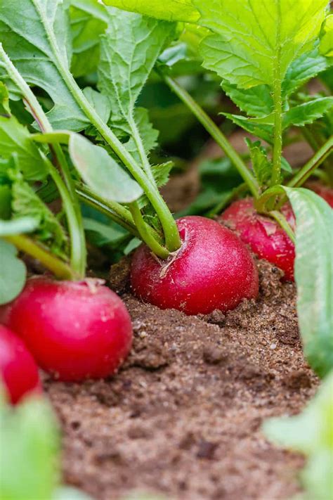 The Dangers Of Eating Raw Radishes Why They Can Cause Food Poisoning