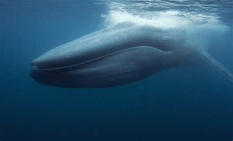 Comment S Appelle La Femelle De La Baleine - La Baleine-bleue