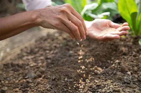 Young Woman Sowing Seeds In Soil Stock Photo Download Image Now Istock