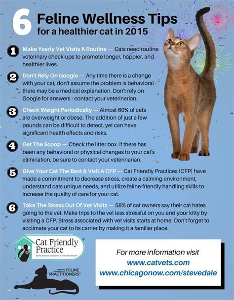 6 Ways To Keep Your Cat Healthy In 2015 Cat Care Cat Training Cat