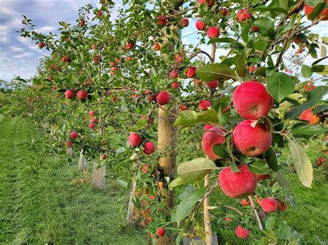 Best Apple Orchards In Minnesota Dad From The Burbs