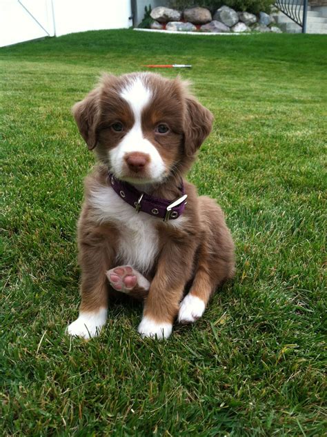 Australian Shepherd Only The Cutest Puppy Ever Pinteres