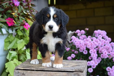 69 Female Bernese Mountain Dog Puppies For Sale Picture
