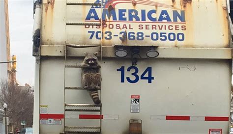 This Raccoon Stuck On The Back Of A Garbage Truck Is All Of Us For
