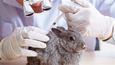 Two Policy Shifts Towards Animal Testing In Chinas Cosmetic Sector