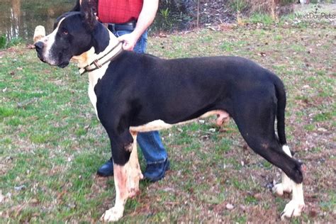 Just virtue signaling through supporting rescues. Merlequin: Great Dane puppy for sale near Atlanta, Georgia ...