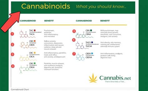 What Is A Cannabinoid
