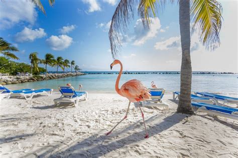 Why Visit Aruba The One Happy Island With Resort Weeks