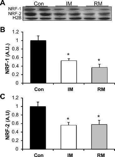 Muscle Immobilization And Remobilization Downregulates Pgc 1α Signaling