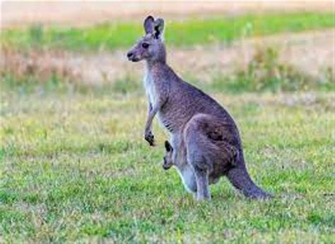 Mengapa Benua Australia Memiliki Banyak Keunikan Flora Dan Fauna