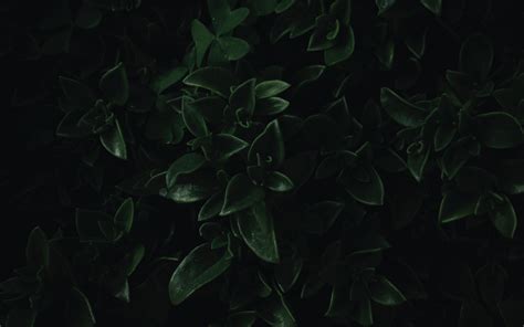 Download Wallpaper 3840x2400 Green Leaves Close Up Dark Portrait 4k