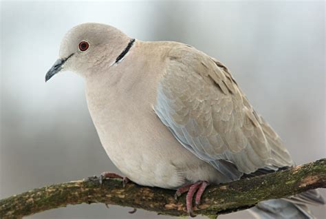 Eurasian Collared Dove Birds Of Tiruvannamalai · Inaturalist